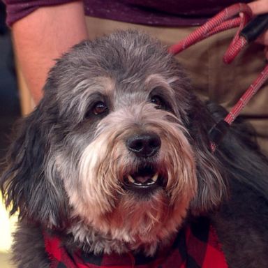 VIDEO: Meet Finnigan, ‘GMA’s’ Pet of the Week