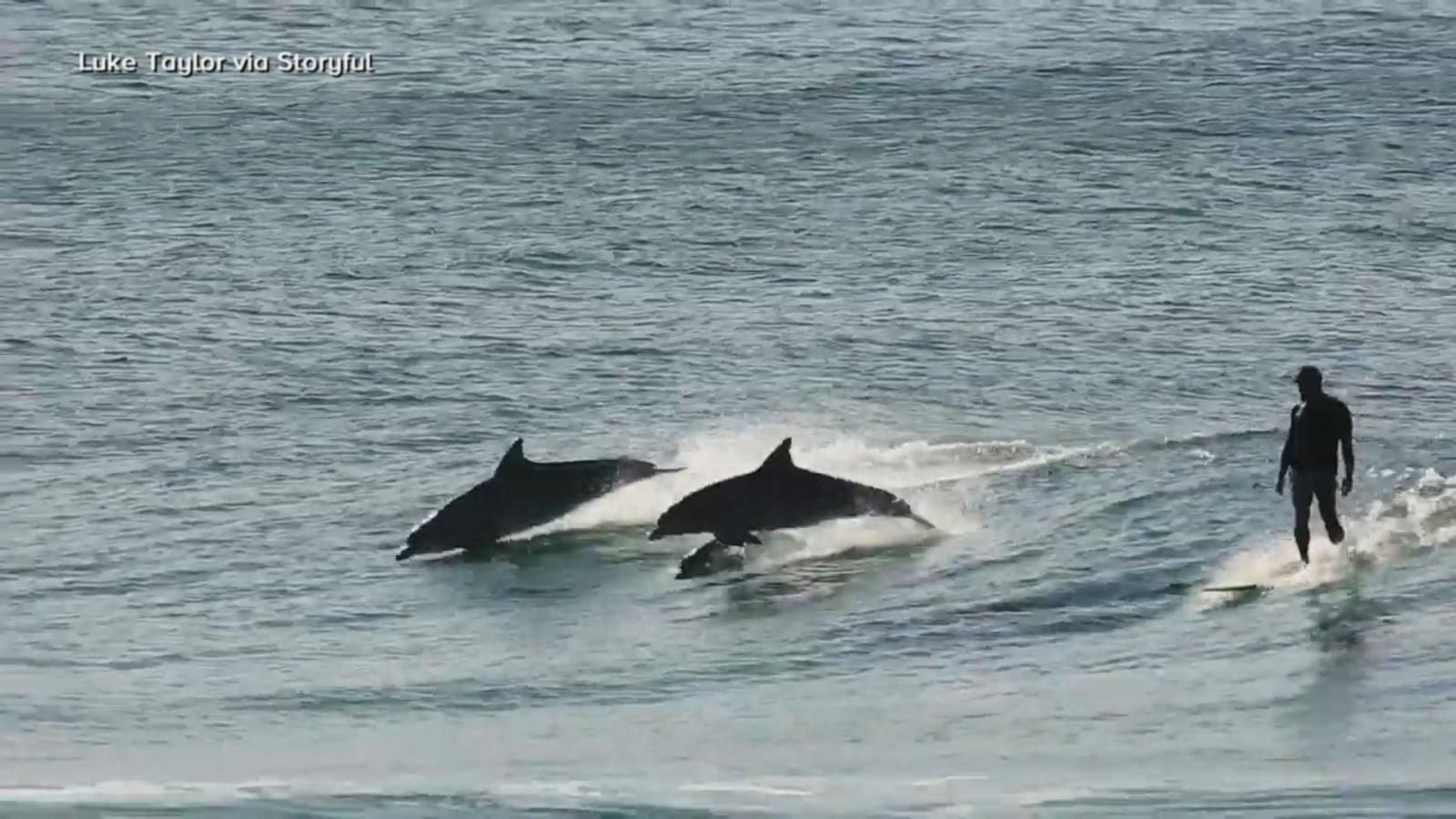 VIDEO: Bottlenose dolphins leap alongside surfers in Australia