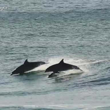 VIDEO: Bottlenose dolphins leap alongside surfers in Australia