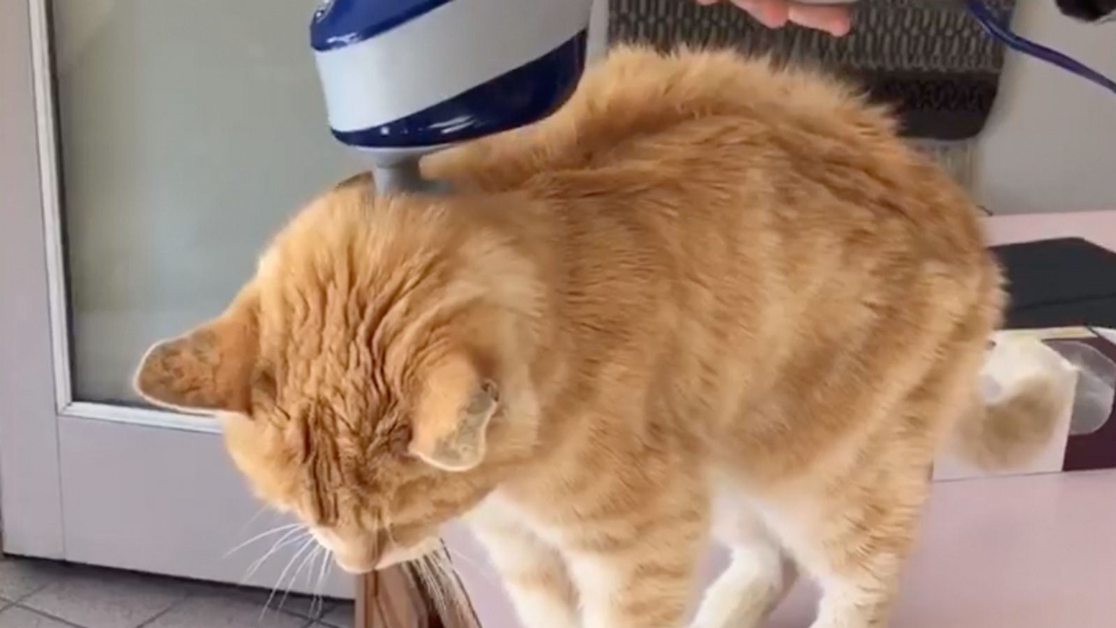 VIDEO: This kitty loves a good massage