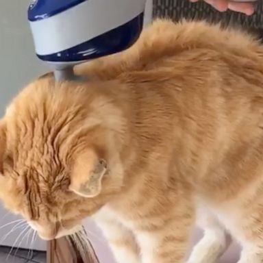 VIDEO: This kitty loves a good massage 