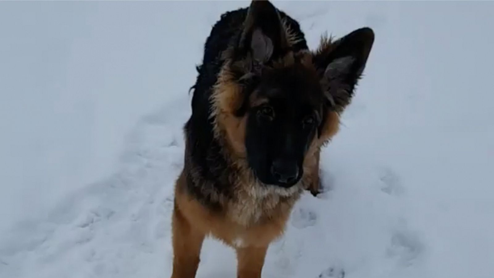 VIDEO: This dog loves eating snowballs