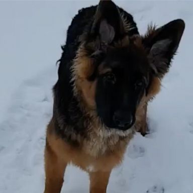 VIDEO: This dog loves eating snowballs