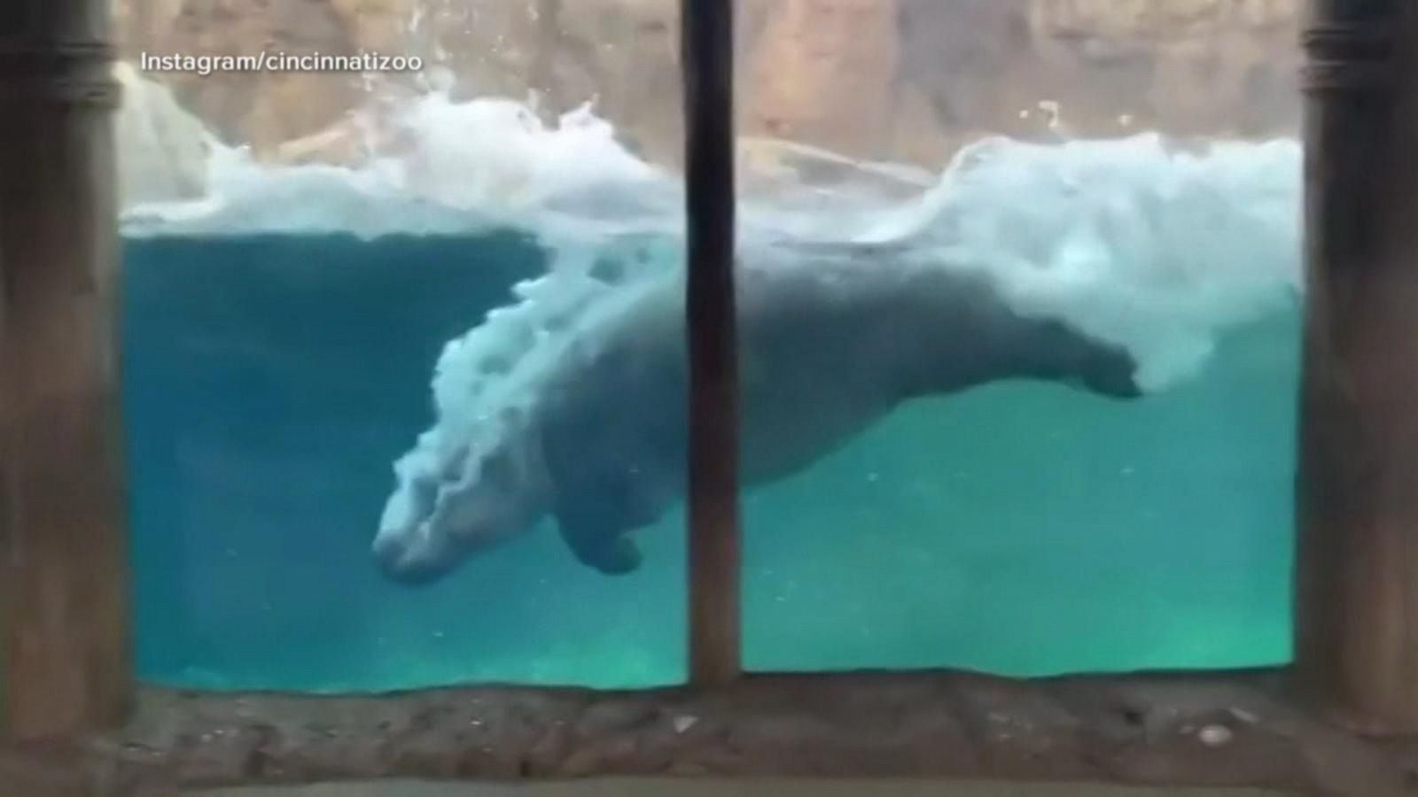 VIDEO: Fiona the hippo makes a huge splash at Cincinnati Zoo