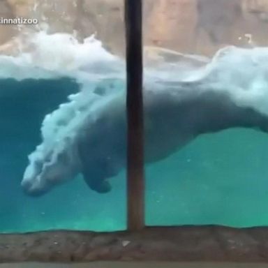 VIDEO: Fiona the hippo makes a huge splash at Cincinnati Zoo