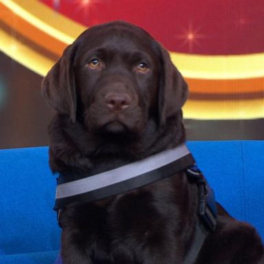 VIDEO: ‘GMA’ Pet of the Week: Meet Finn 