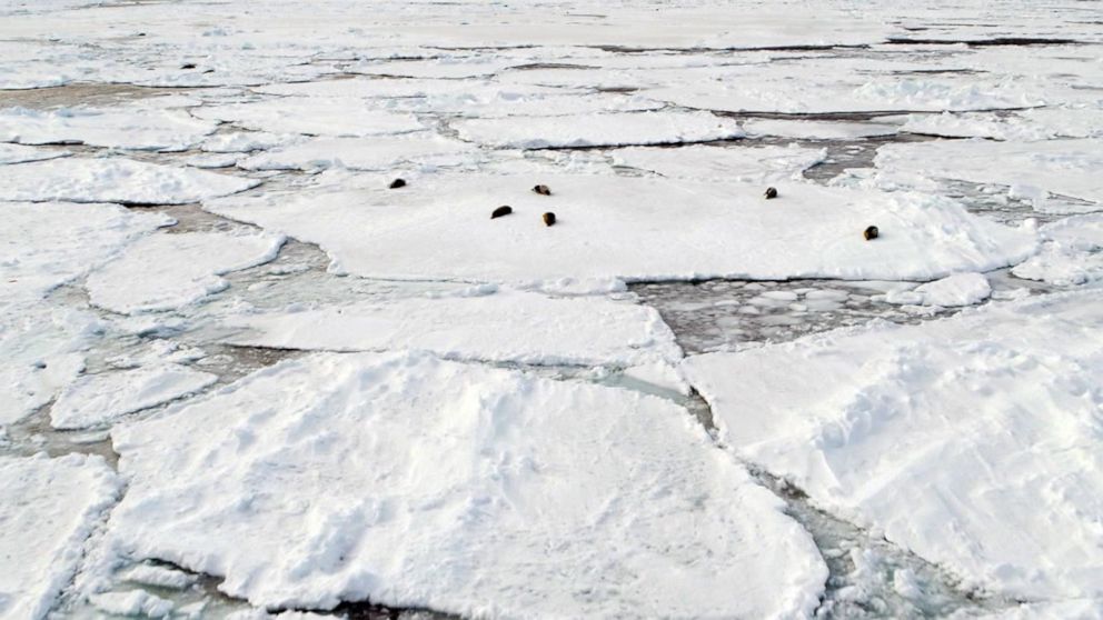 PHOTO: GMA Extraordinary Earth: Harp seal pups roam