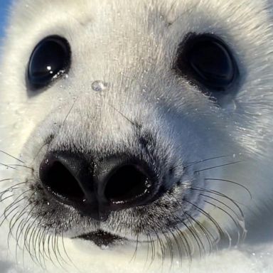 VIDEO: Extraordinary Earth: How harp seal pups rely on ice floes in the Northwest Atlantic