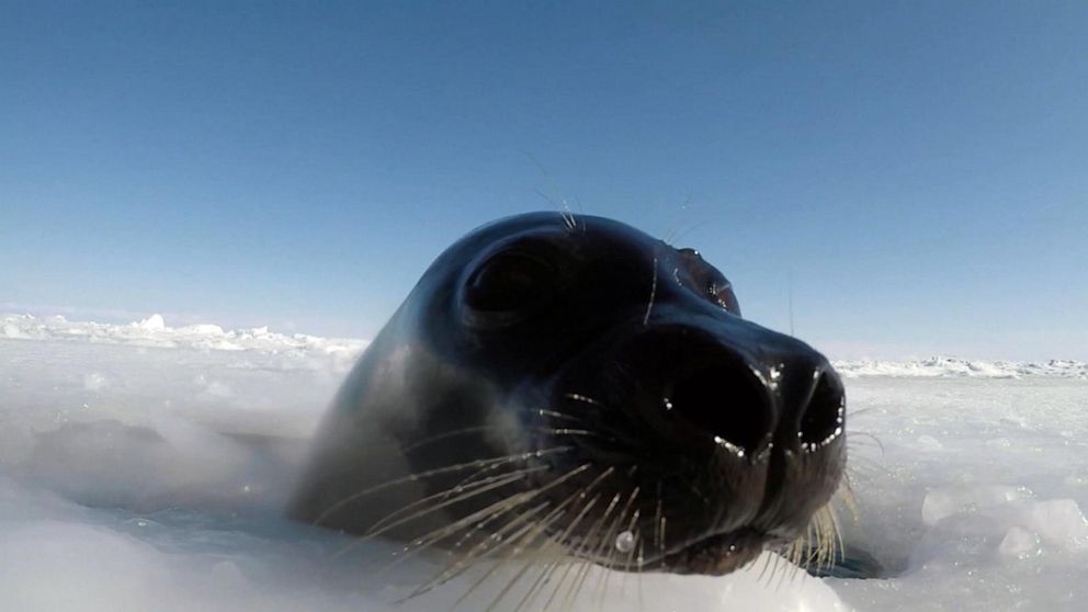 VIDEO: Here's how climate change is thinning out ice and threatening baby seals