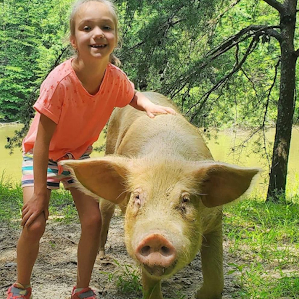 Video 3rd grader starts organization to save unwanted pet pigs - ABC News