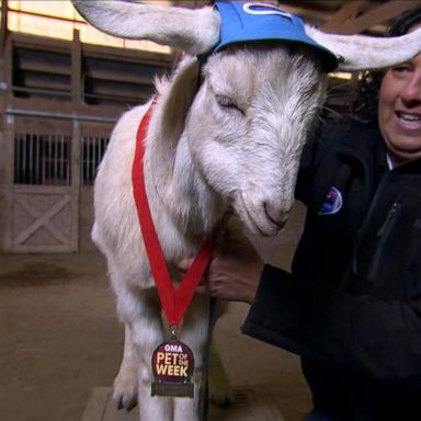 VIDEO: ‘GMA’ Pet of the Week: Meet Baby Wright the goat