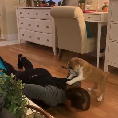 VIDEO: This woman’s pup is the best coronavirus quarantine workout buddy