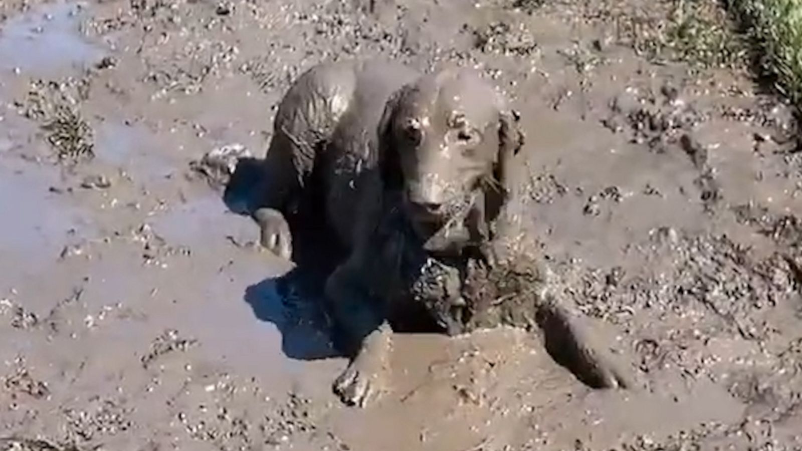 VIDEO: Summer throwback: Enjoy this dog dunking his entire body in mud