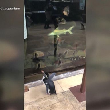 VIDEO: Penguins roam free in aquarium to visit other animals