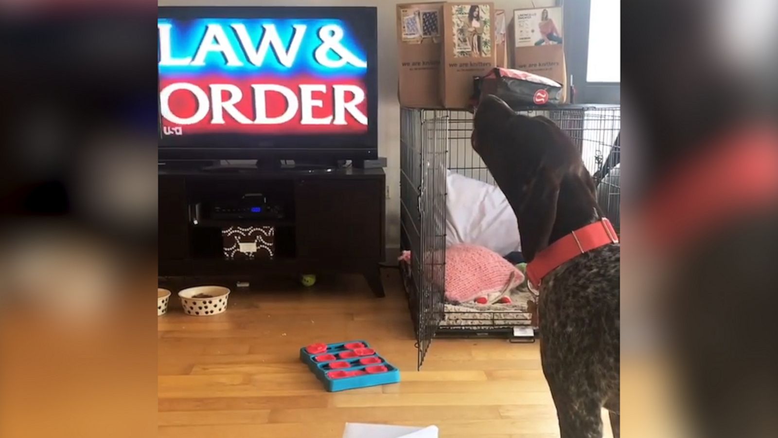 VIDEO: This dog howls every time he hears the Law and Order theme song