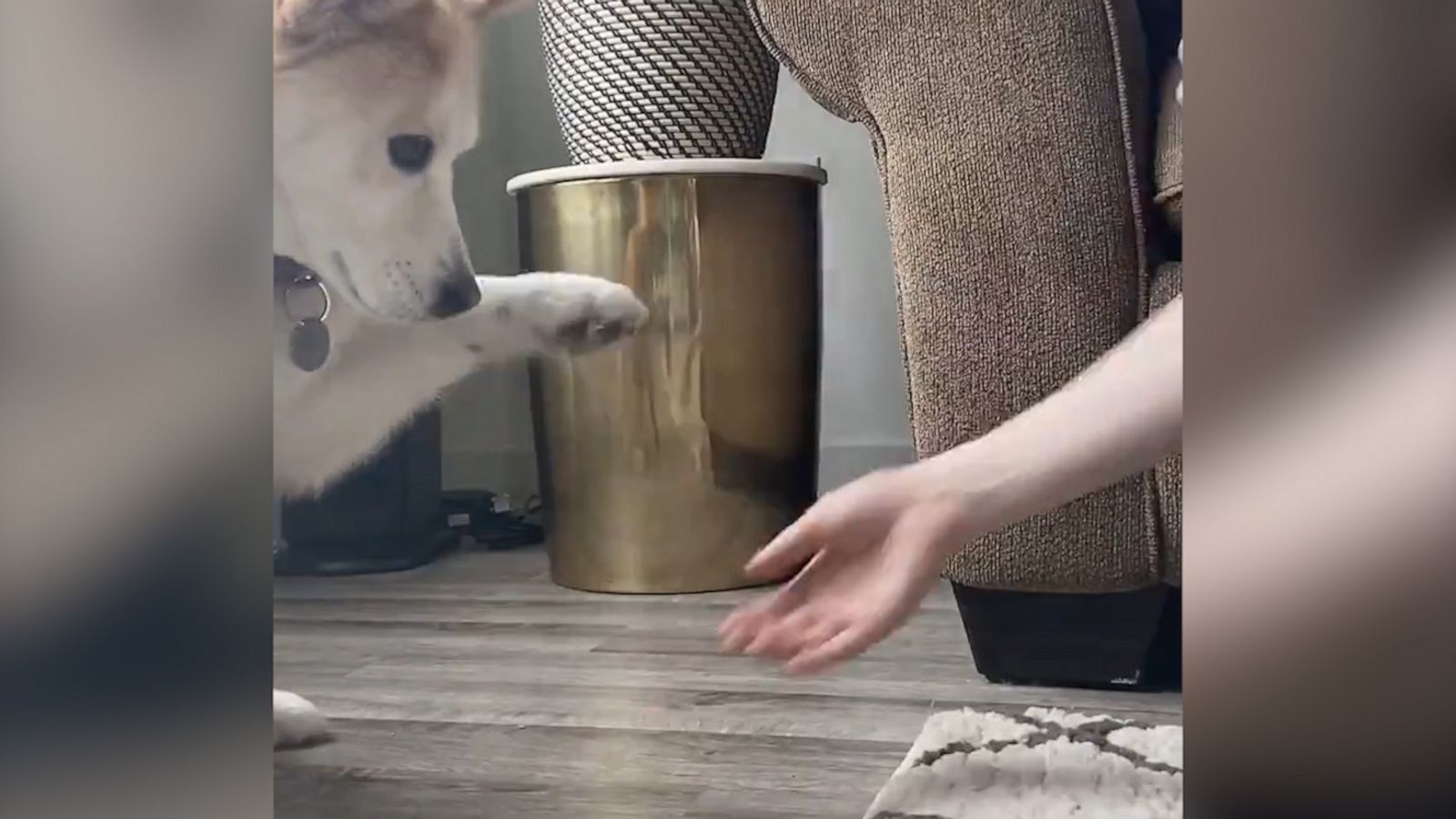 VIDEO: Social distancing puppy learns no-touch greetings