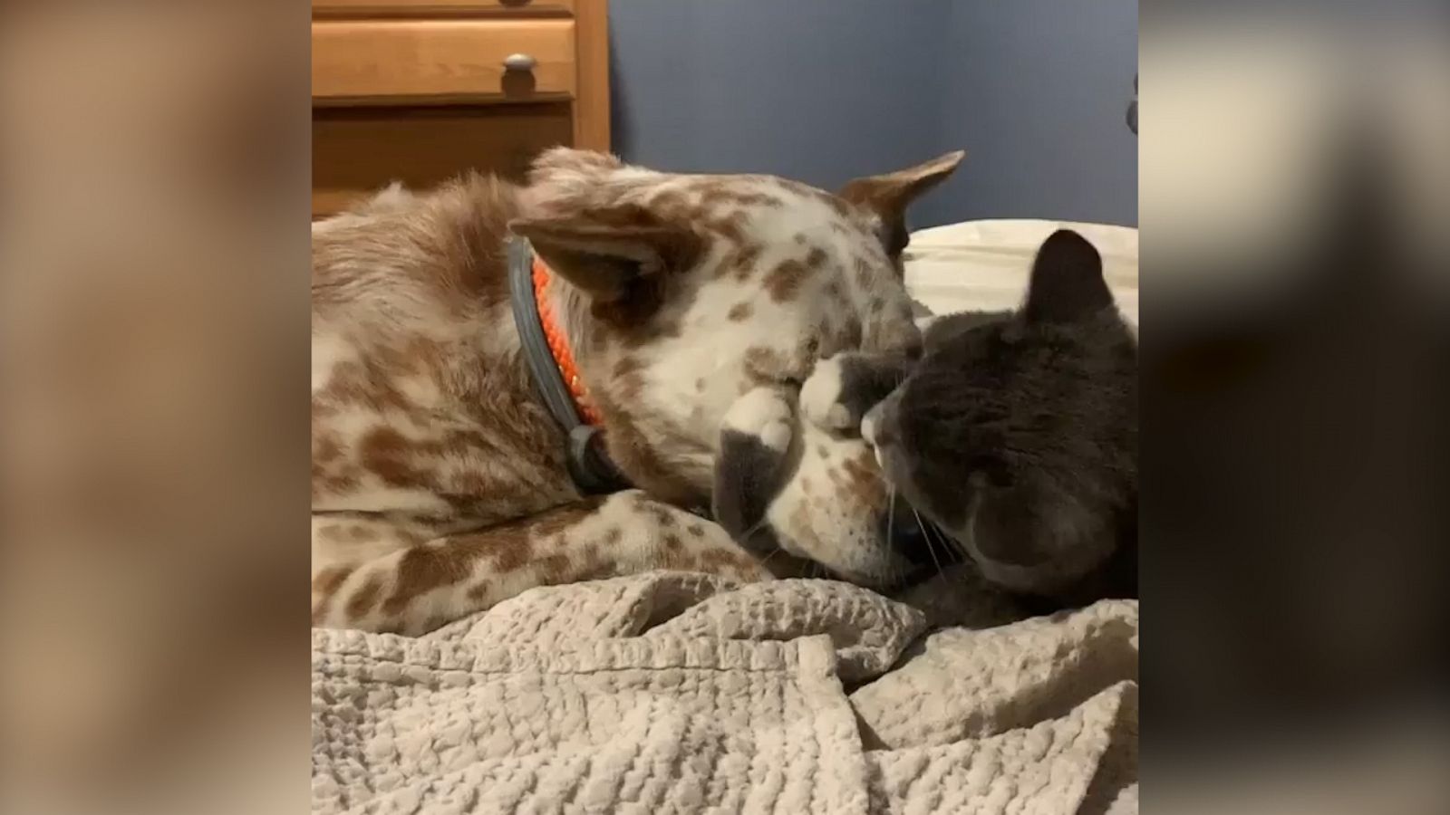 VIDEO: This dog and cat hugging are the only social distance rule-breakers I’ll allow