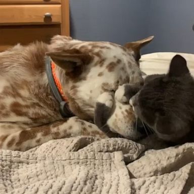 VIDEO: This dog and cat hugging are the only social distance rule-breakers I’ll allow 