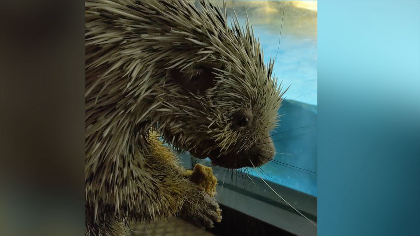 VIDEO: A porcupine goes on a "field trip" around the aquarium.