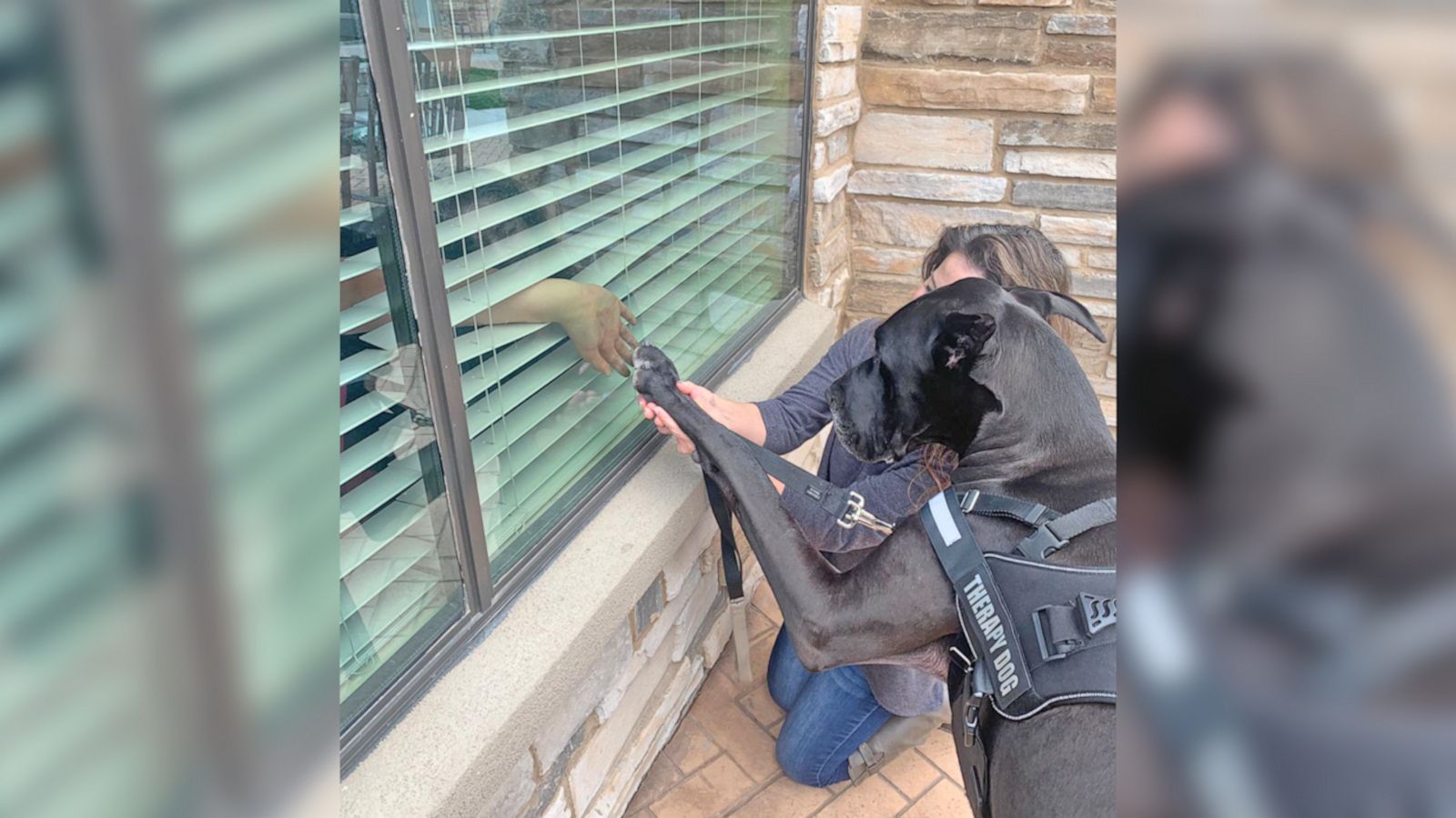 VIDEO: Great Dane visits senior center and says ‘Hi’ through the window