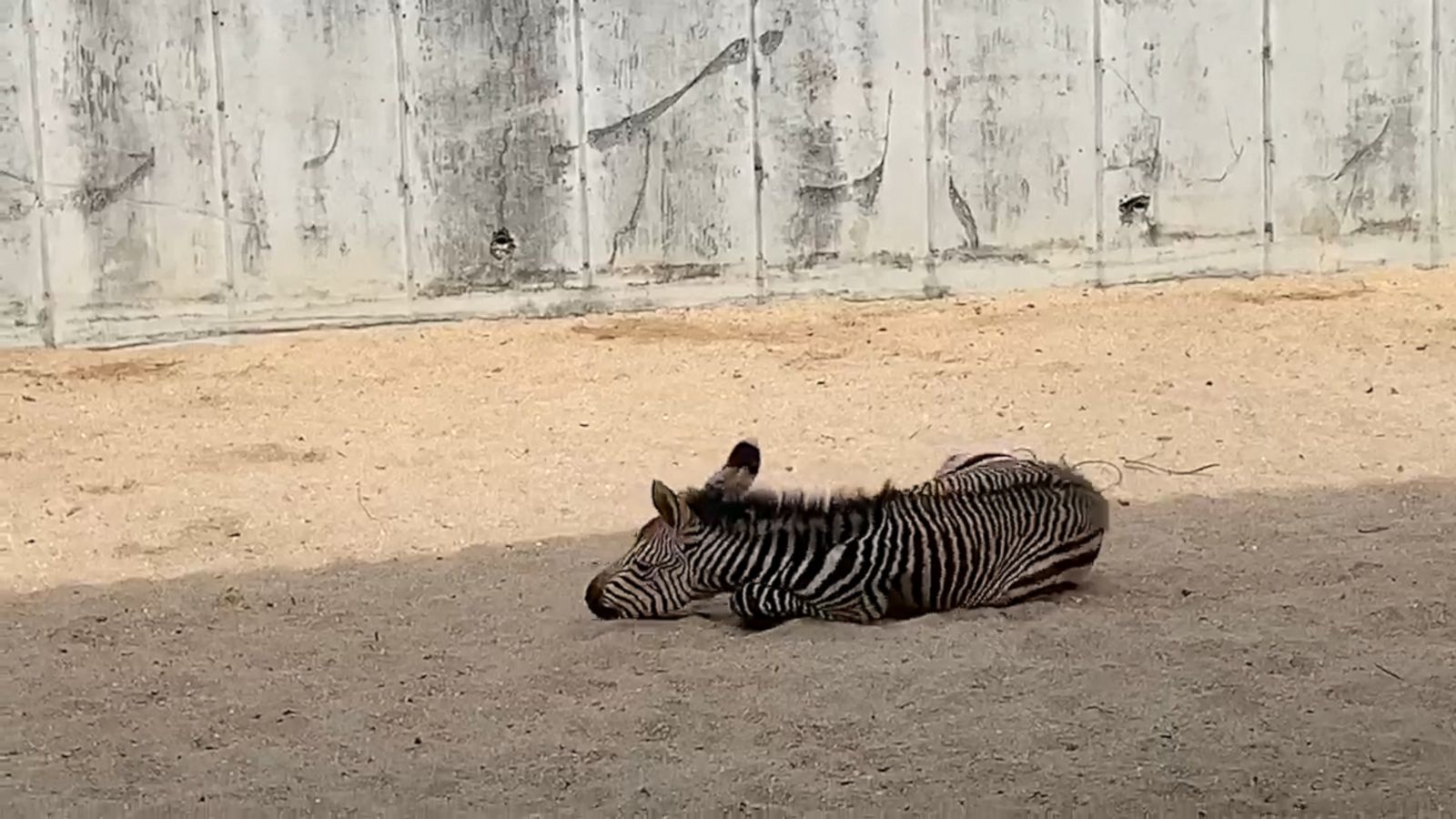 VIDEO: Baby zebra alert! This foal is the distraction we needed