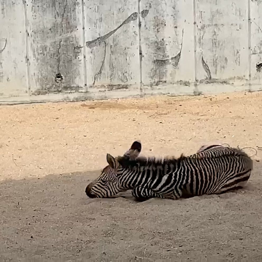 Video Baby zebra alert! This foal is the distraction we needed - ABC News