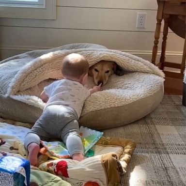 VIDEO: Adorable toddler wants to “boop” dog’s nose