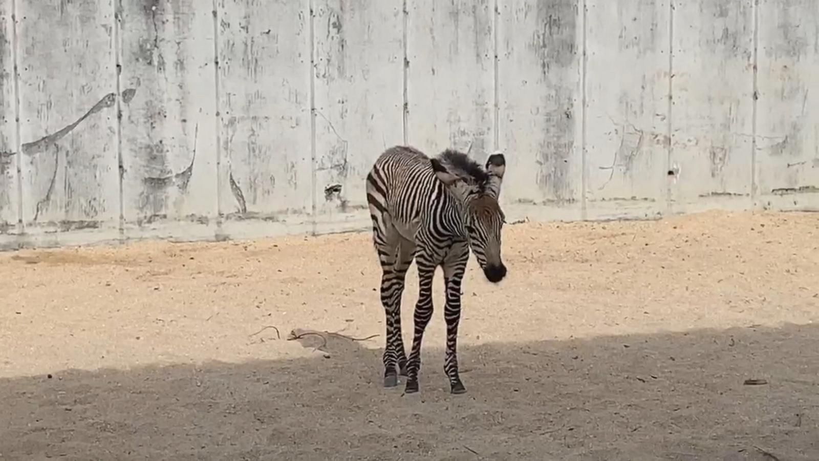 Disney's Animal Kingdom welcomes new baby zebra - Good Morning America