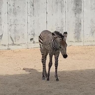 VIDEO: Disney's Animal Kingdom welcomes new baby zebra