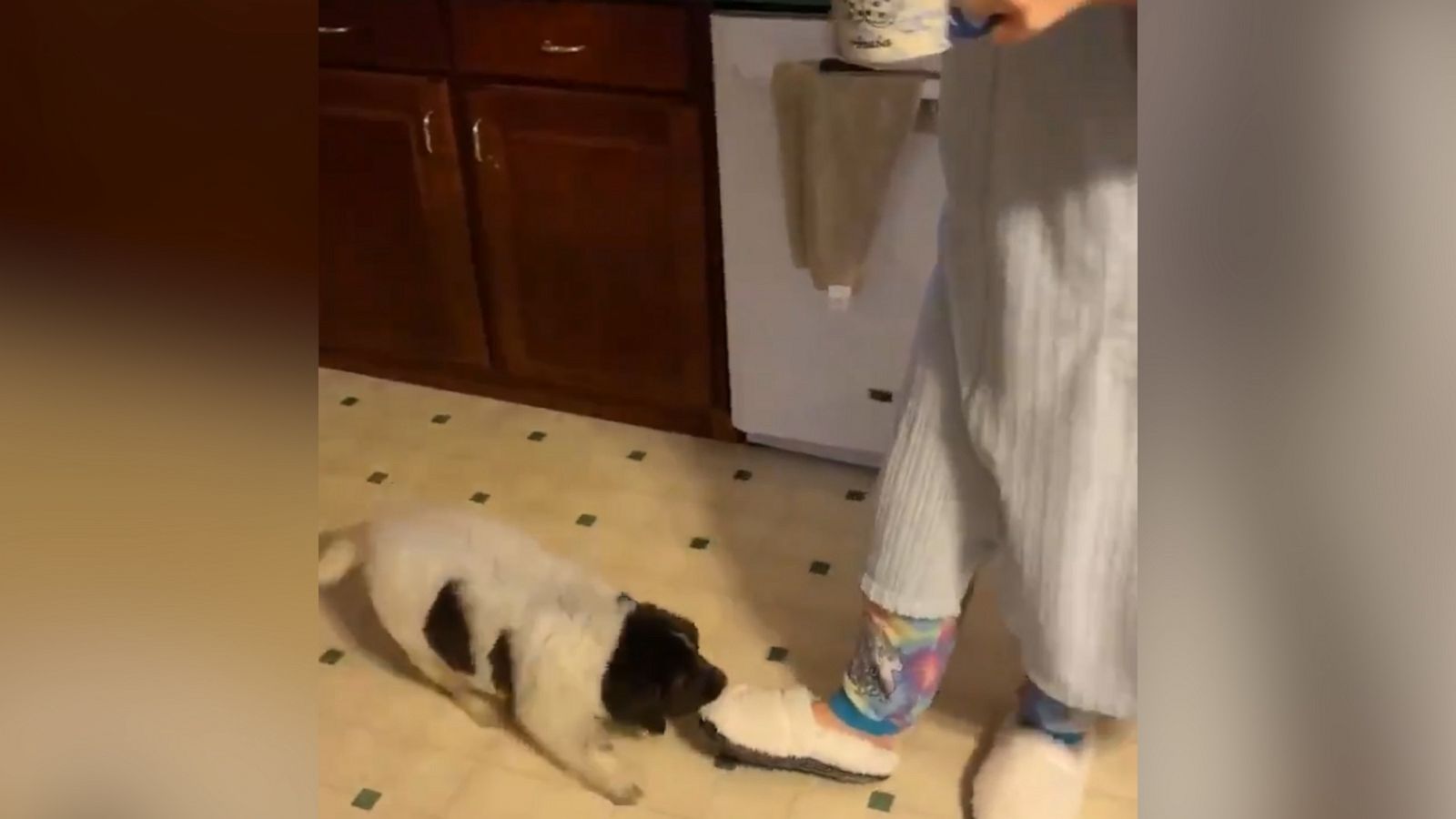 VIDEO: Puppy goes for a ride on his mom’s slipper as she grabs breakfast