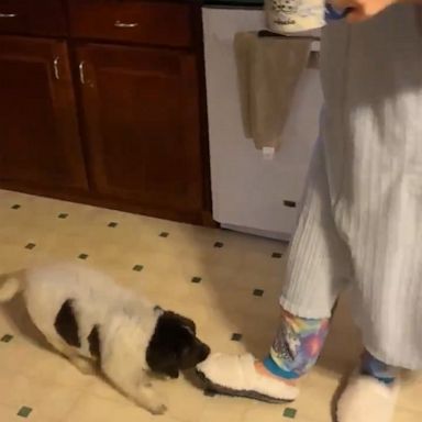 VIDEO: Puppy goes for a ride on his mom’s slipper as she grabs breakfast