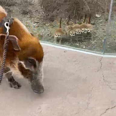 VIDEO: During the Cincinnati zoo closure, red river hog, Sir Francis Bacon, visited meerkats 