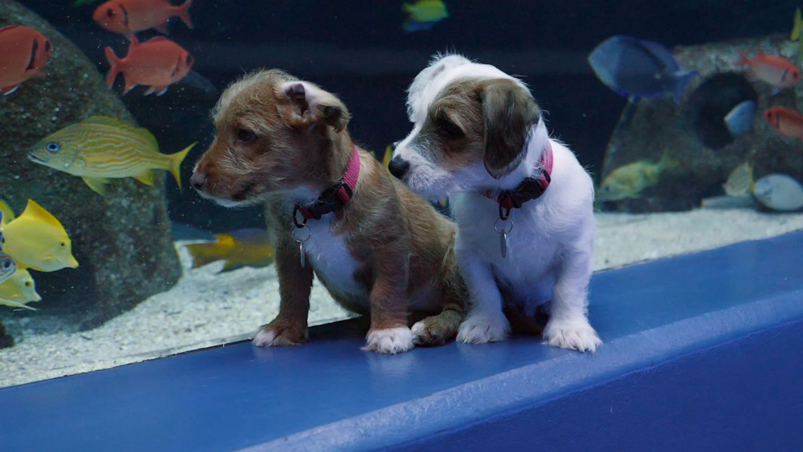 VIDEO: OMG! Puppies exploring Georgia Aquarium in cutest field trip ever