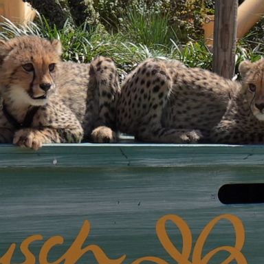 VIDEO: These cute cheetah babies explored Busch Gardens 