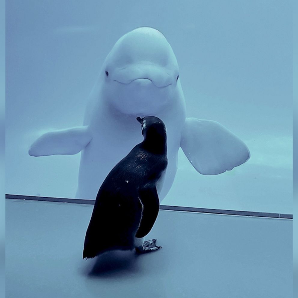 beluga wallpaper｜TikTok Search