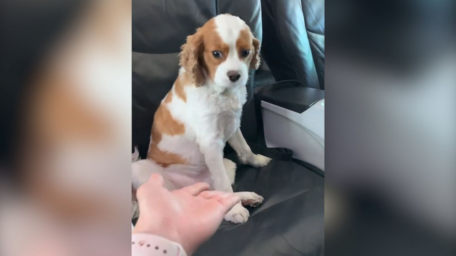 VIDEO: Flight attendant showers pup with love during near-empty flight