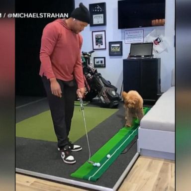 VIDEO: Furry friend gets in on a game of golf