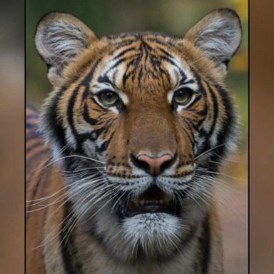 VIDEO: Tiger at Bronx Zoo tests positive for coronavirus