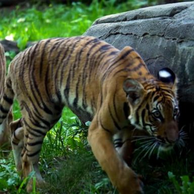 VIDEO: Zoo with big cat coronavirus case raises questions for pet owners