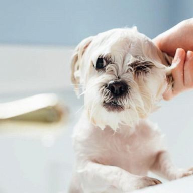 VIDEO: How to groom your pet at home