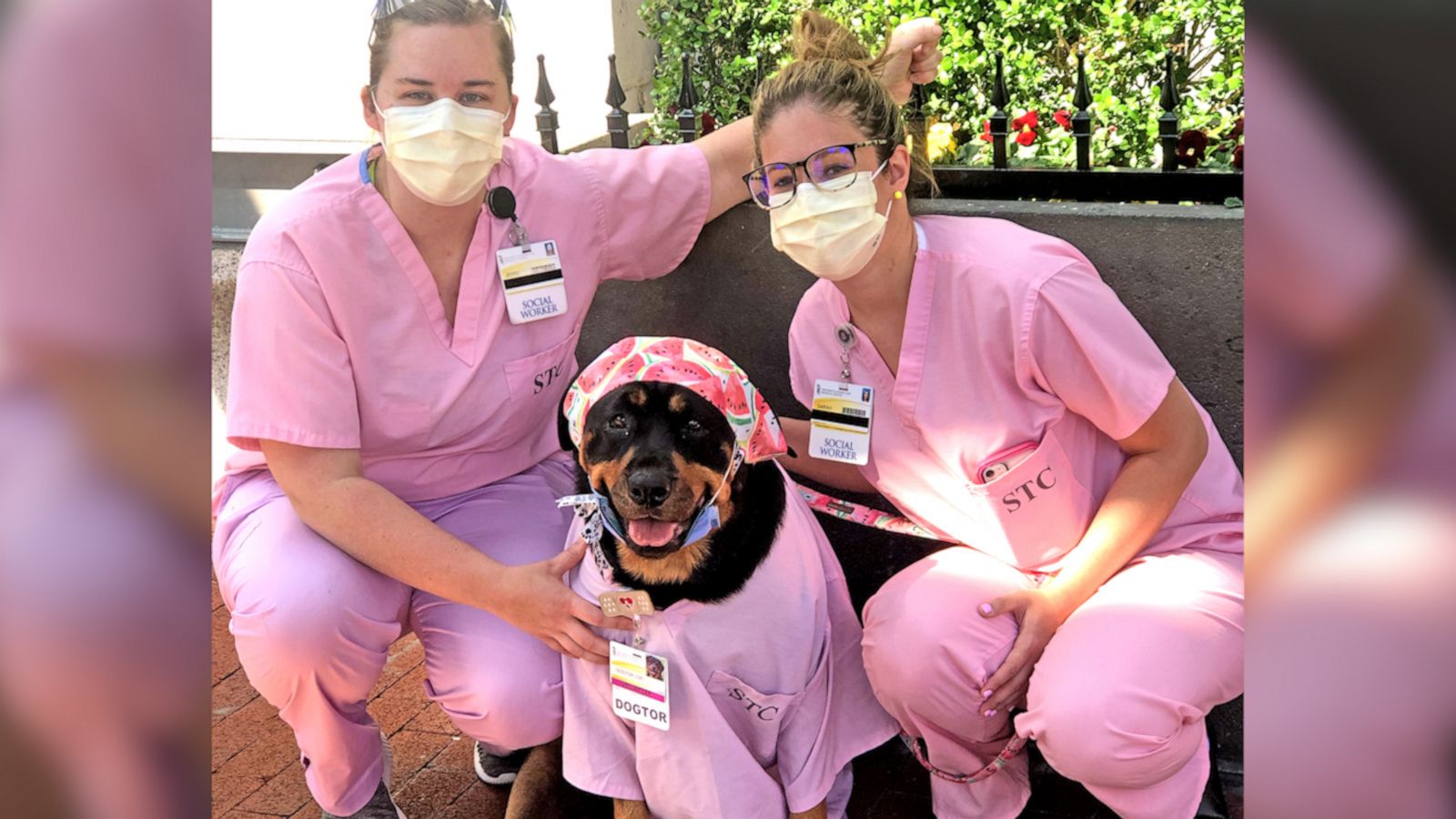 VIDEO: Therapy dog, ‘Dogtor Loki’, delivers ‘Hero Healing Kits’ to healthcare workers