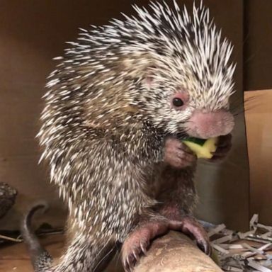 VIDEO: Walt Disney World Resort names newborn baby porcupine