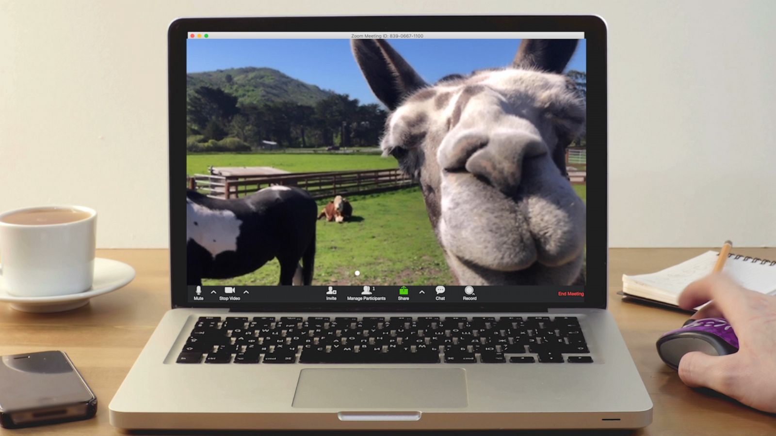 VIDEO: Farm sanctuary lets you book a llama for your wedding or goat for happy hour