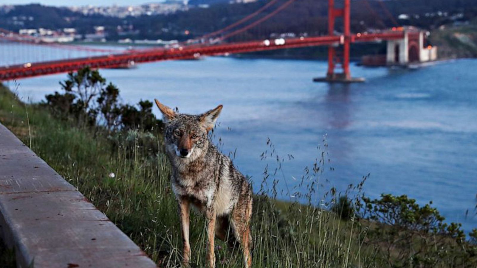 VIDEO: Wild animals are roaming the streets and reclaiming the world