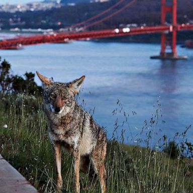 VIDEO: Wild animals are roaming the streets and reclaiming the world 