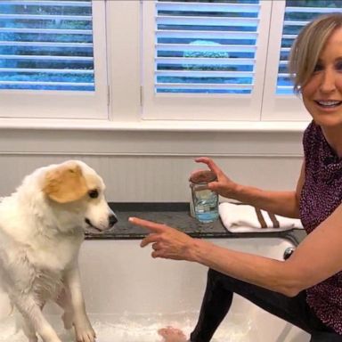 VIDEO: Dog grooming tips while living under quarantine