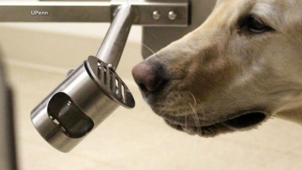 PHOTO: The University of Pennsylvania School of Veterinary Medicine has a program to see if dogs can successfully sniff samples from patients who have tested positive or negative for COVID-19.