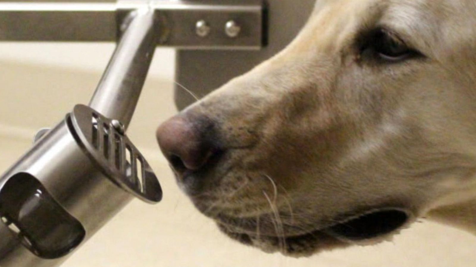 PHOTO: The University of Pennsylvania School of Veterinary Medicine has a program to see if dogs can successfully sniff samples from patients who have tested positive or negative for COVID-19.