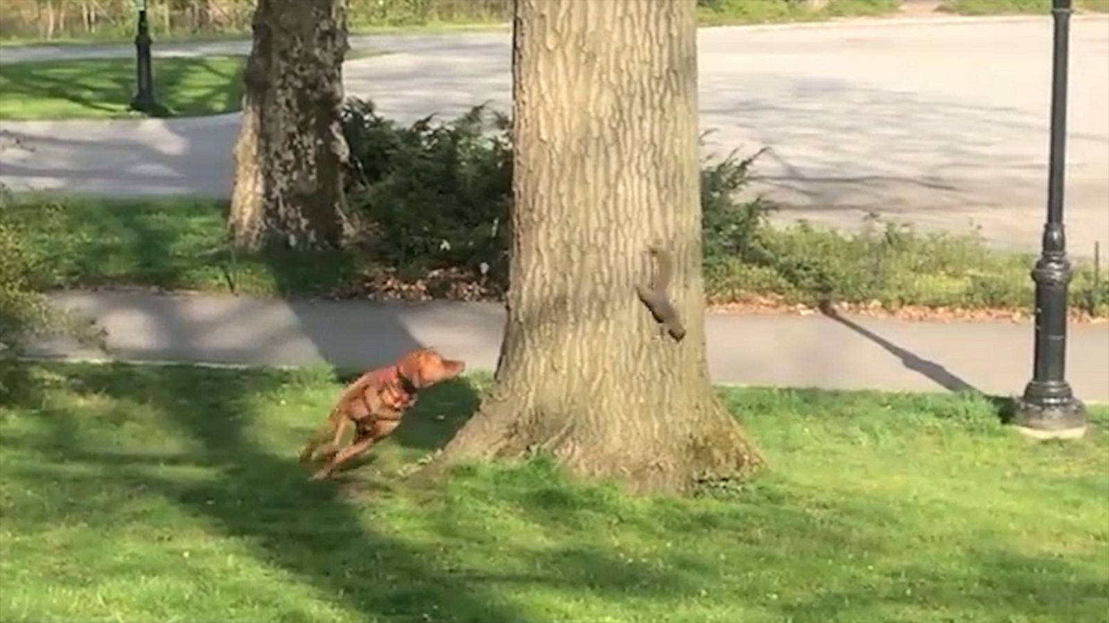 VIDEO: A squirrel outwitted this dog in a hilarious New York City park standoff