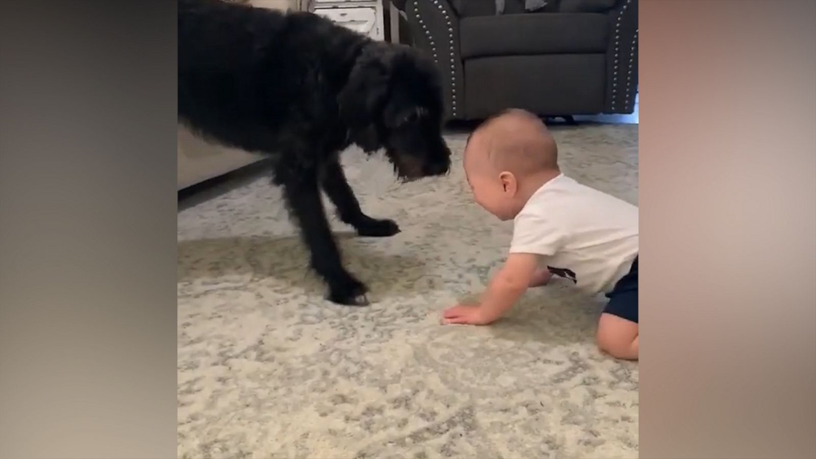 VIDEO: Baby can't help but laugh at playful pup